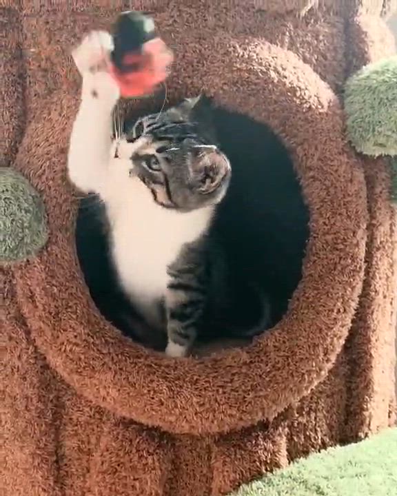 Enlarge Kermit, a ADOPTABLE Domestic Short Hair in Warsaw, IN video 5/5