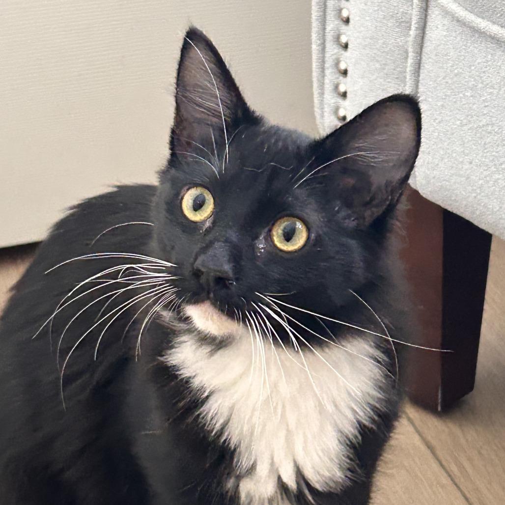 Enlarge Joe, a Adoptable Domestic Medium Hair in Temecula, CA image 2/2