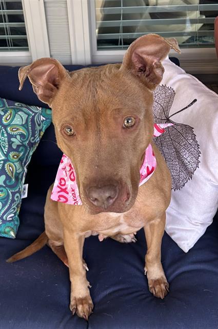 MINNIE, Adoptable, Adult Female Pit Bull Terrier.