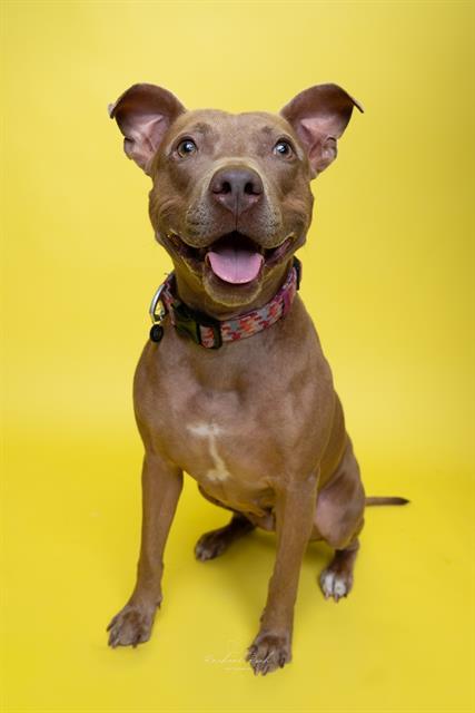 Enlarge MINNIE, a Adoptable Pit Bull Terrier in Charlotte, NC image 1/1