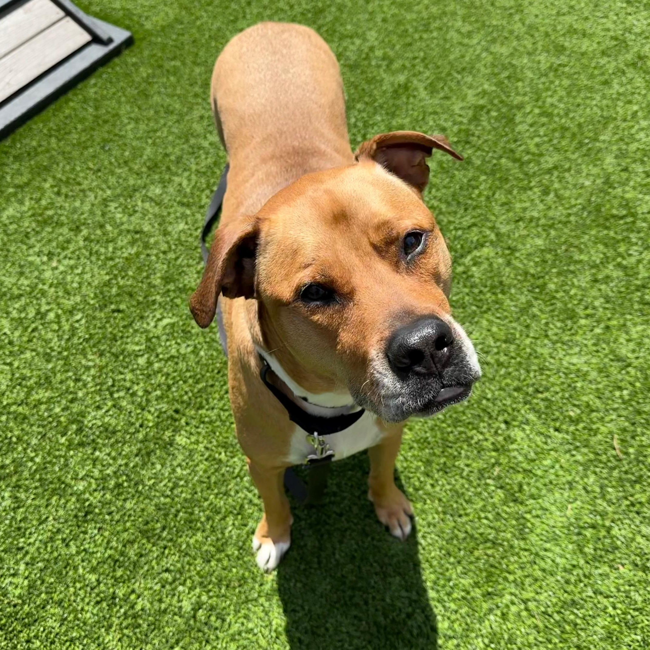 Enlarge Saint, a Adoptable Mixed Breed in Chicago, IL image 1/6