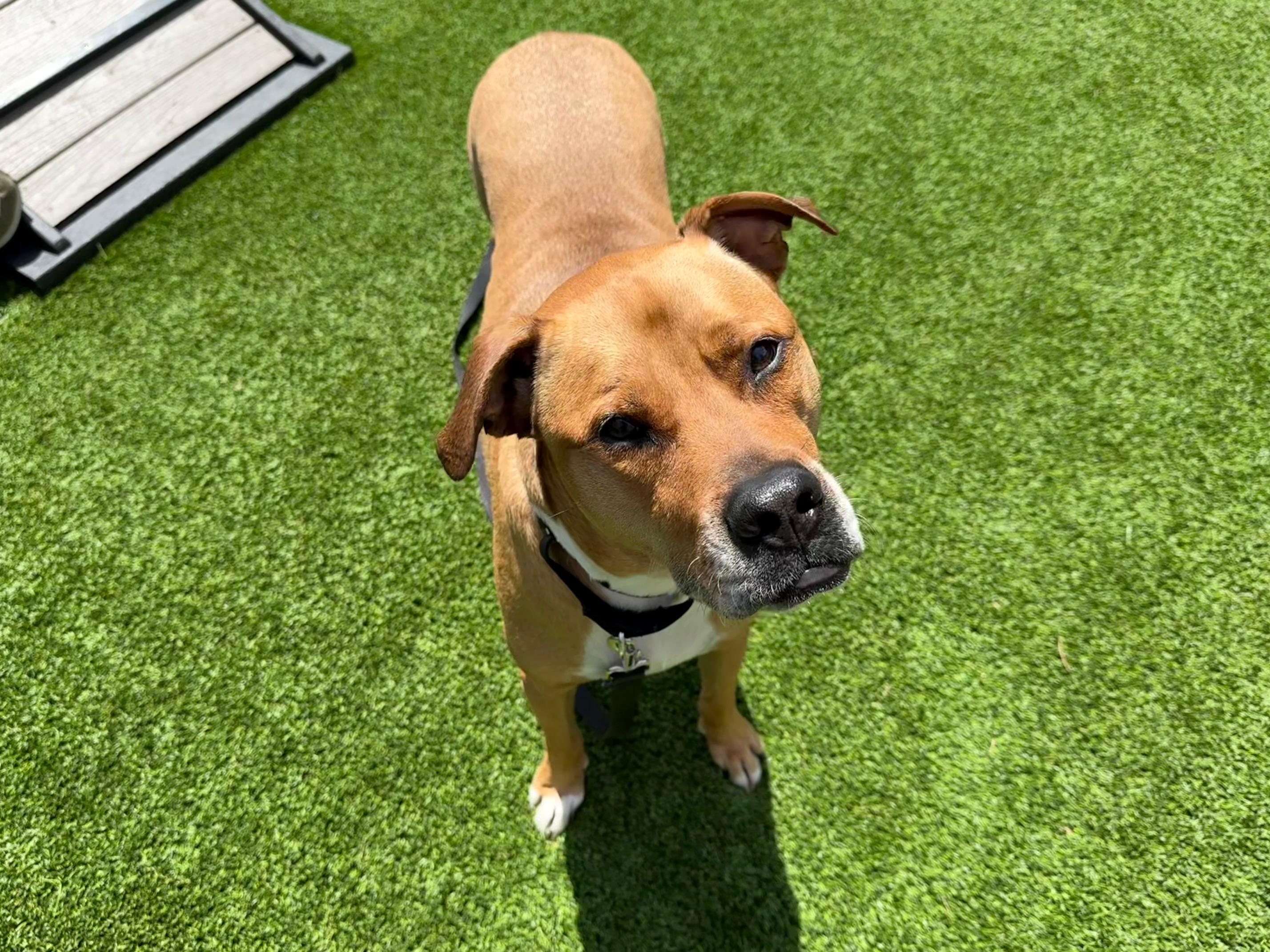 Saint, a Adoptable Mixed Breed in Chicago, IL image 1/6