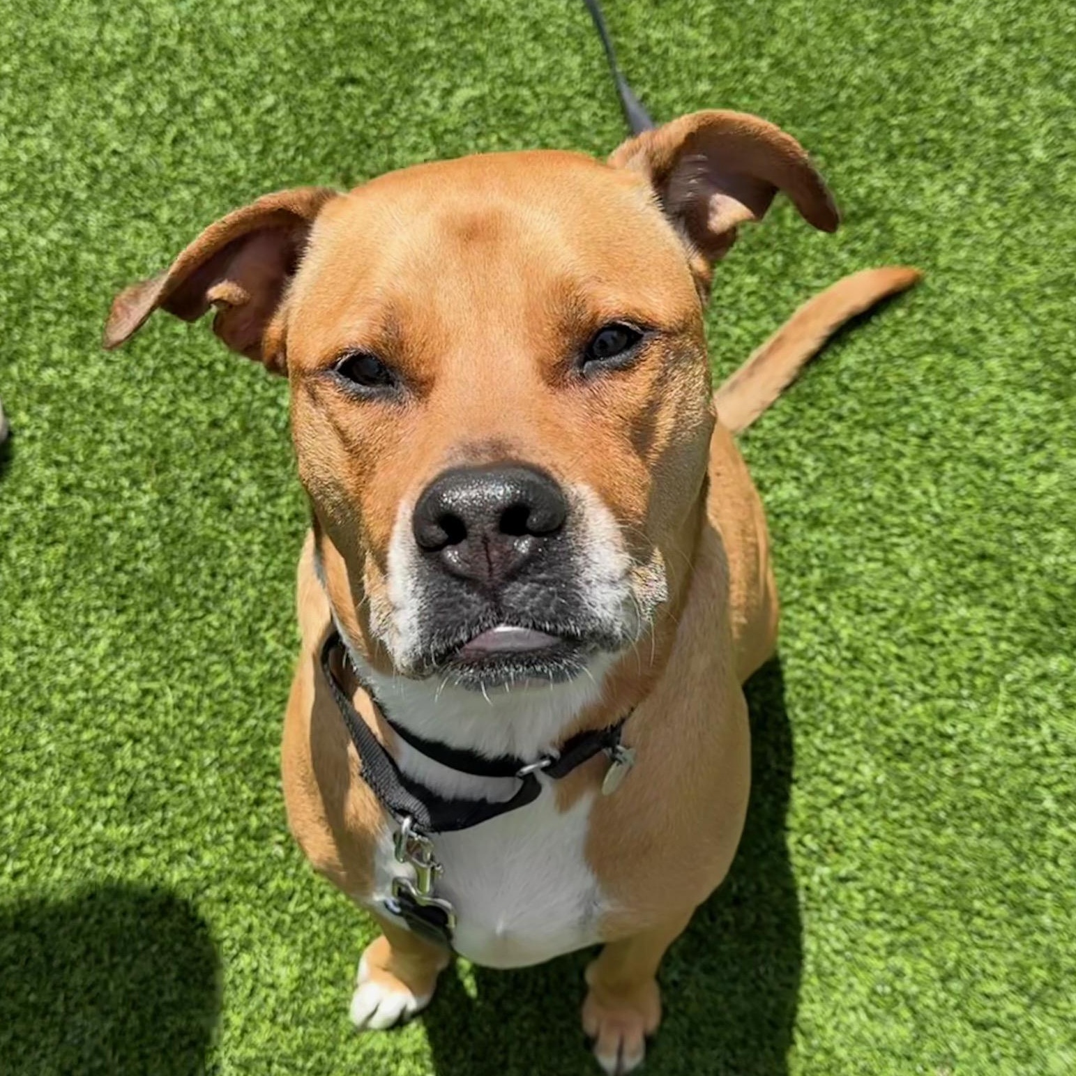 Enlarge Saint, a Adoptable Mixed Breed in Chicago, IL image 2/6