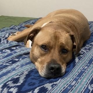 Enlarge Saint, a Adoptable Mixed Breed in Chicago, IL image 3/6