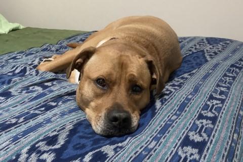 Saint, a Adoptable Mixed Breed in Chicago, IL image 3/6