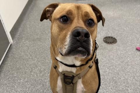 Saint, a Adoptable Mixed Breed in Chicago, IL image 4/6