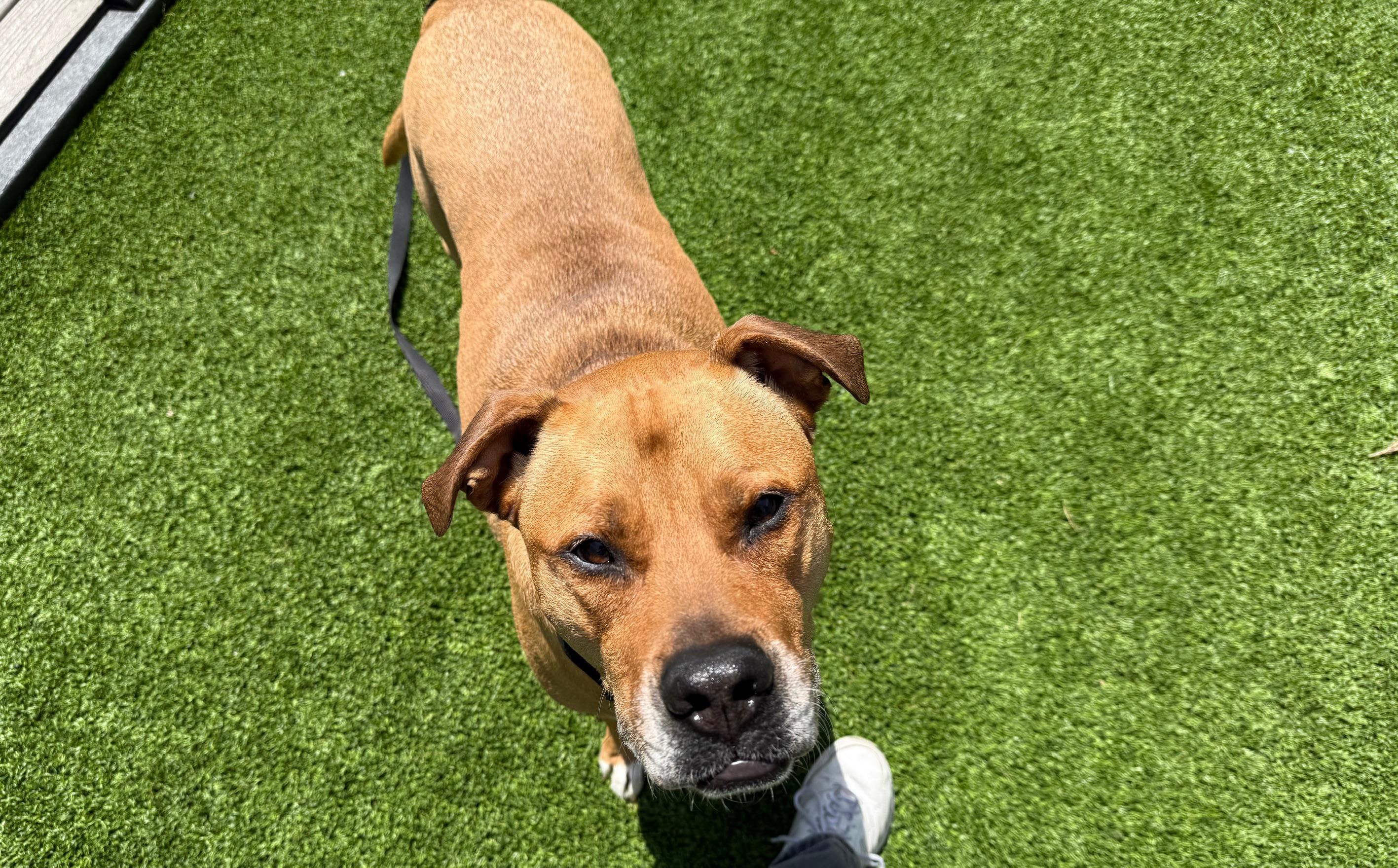 Saint, a Adoptable Mixed Breed in Chicago, IL image 5/6