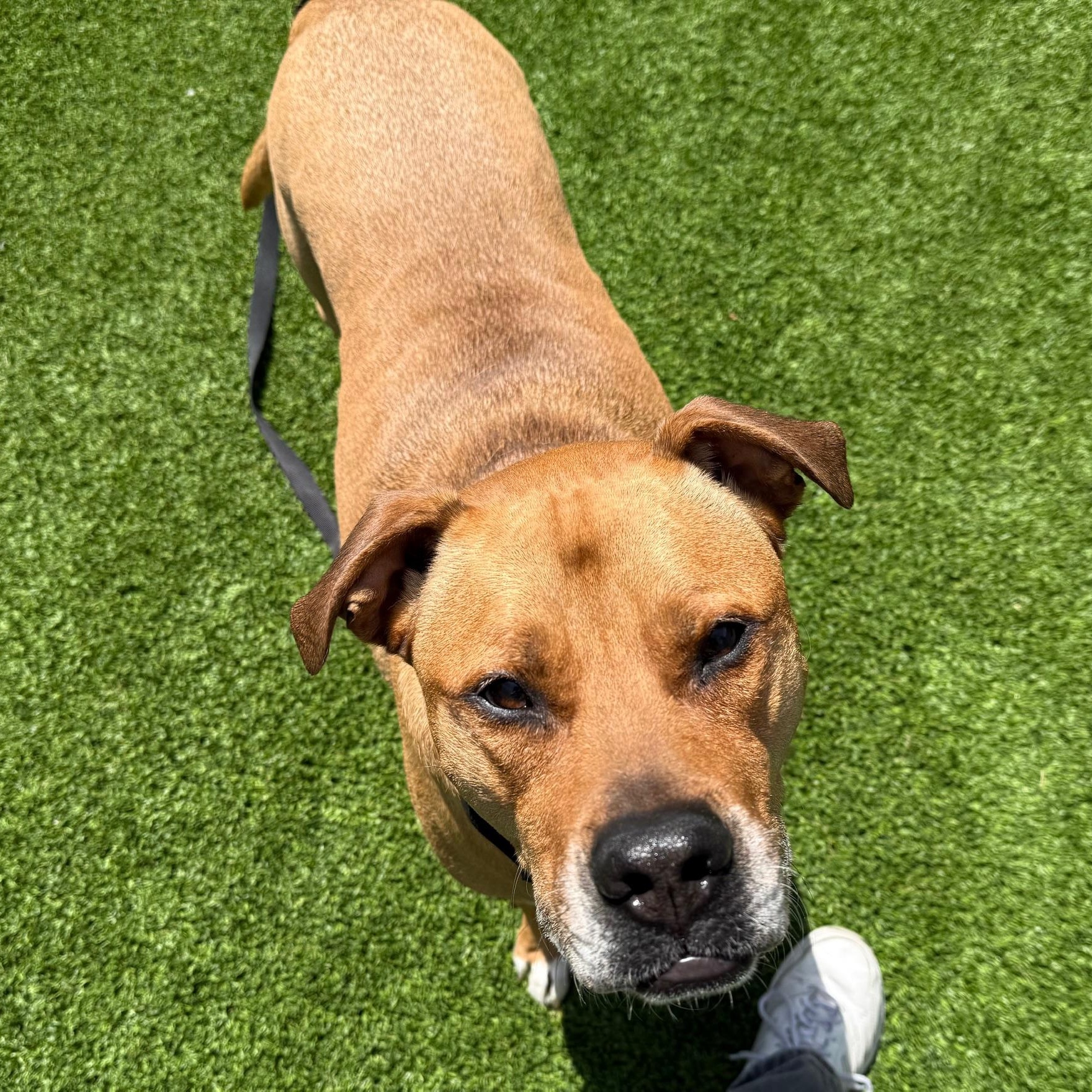 Enlarge Saint, a Adoptable Mixed Breed in Chicago, IL image 5/6