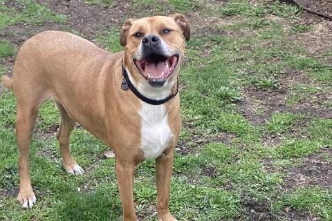 Saint, a Adoptable Mixed Breed in Chicago, IL image 6/6