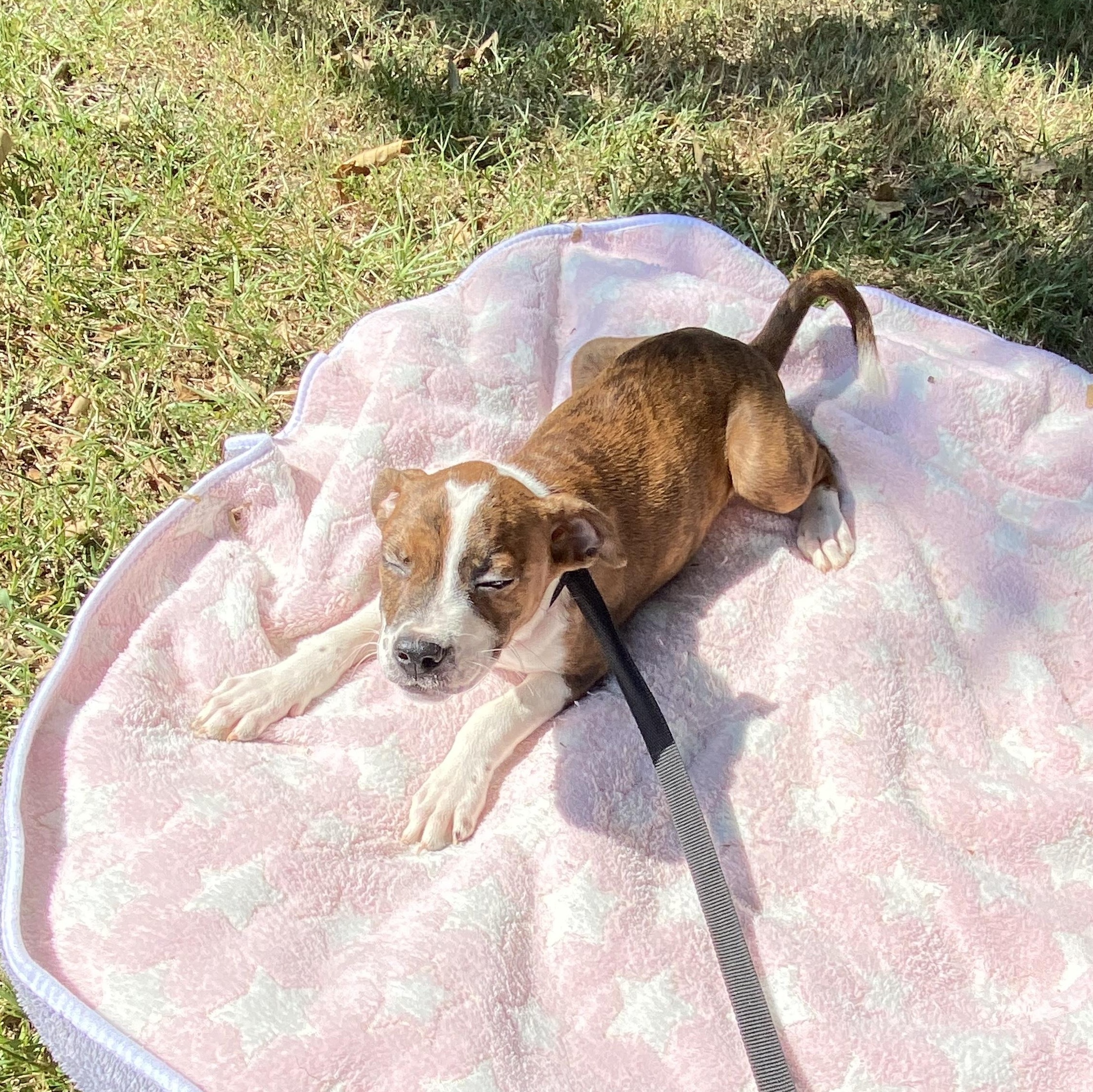 Enlarge Gummy Bear- Come Meet, a Adoptable mixed breed in Medfield, MA image 2/3