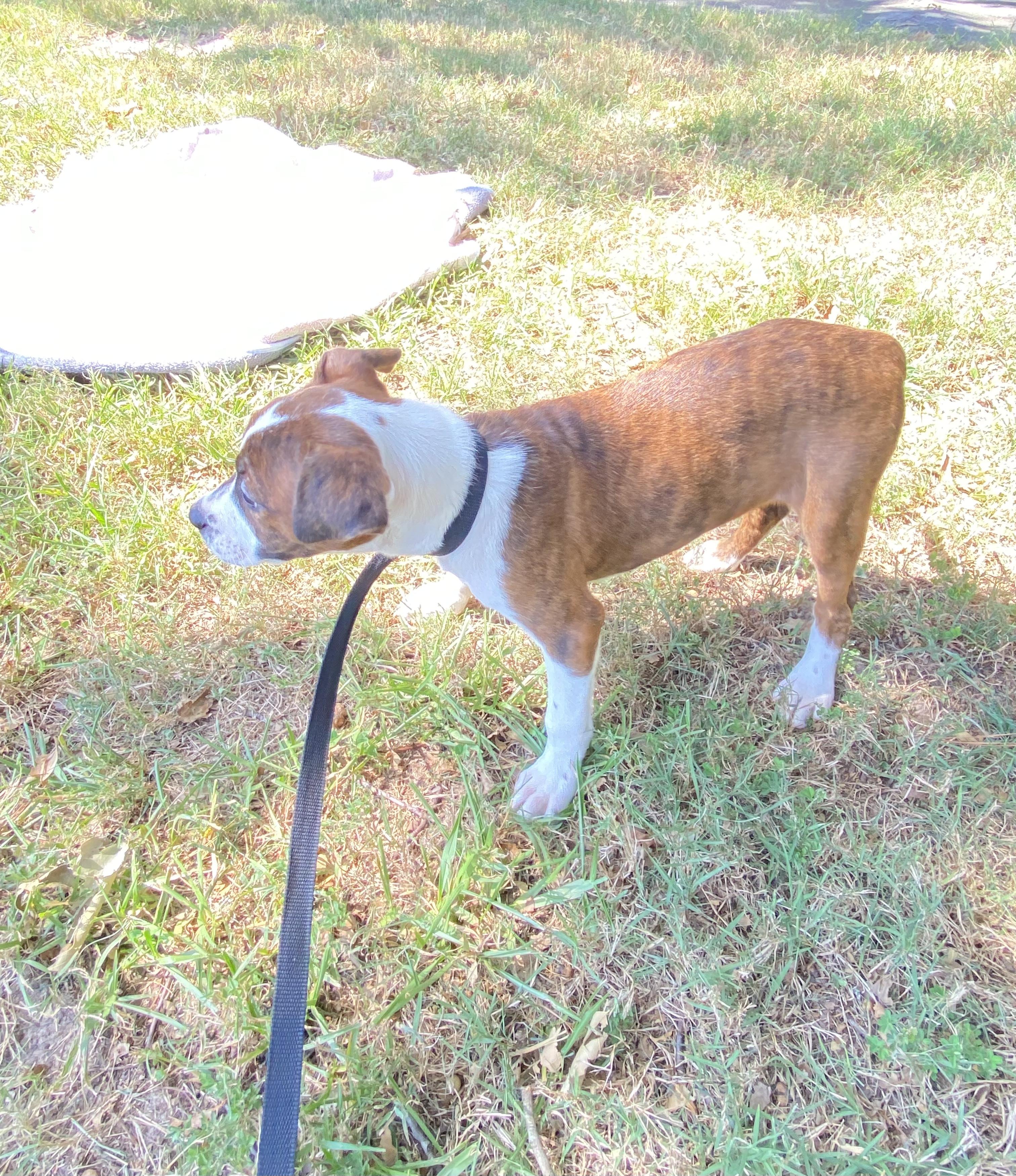 Enlarge Gummy Bear- Come Meet, a Adoptable mixed breed in Medfield, MA image 3/3