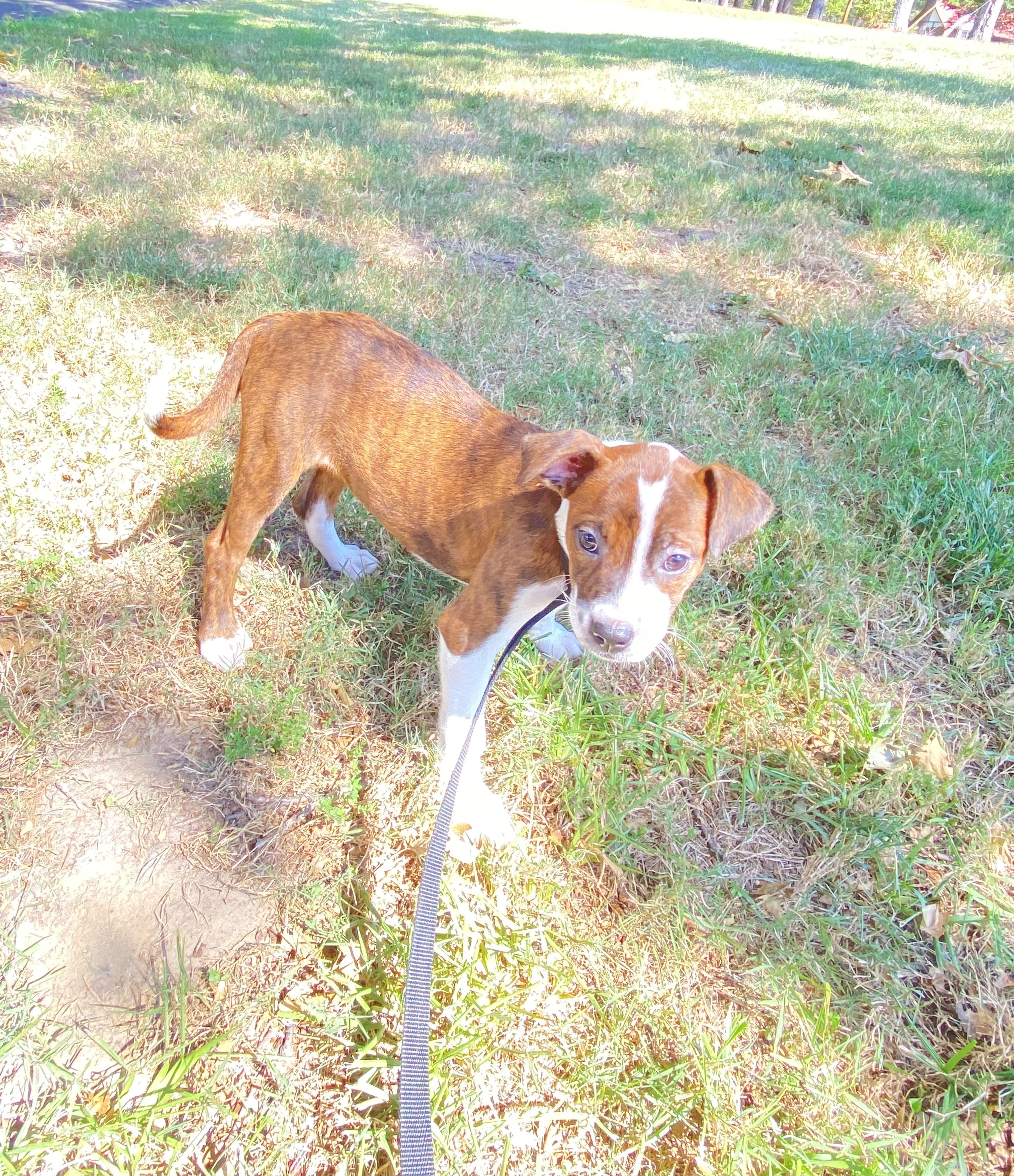 Enlarge Gummy Bear- Come Meet, a Adoptable mixed breed in Medfield, MA image 1/3