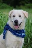 Felix, a Adoptable mixed breed in Columbia, TN image 1/5