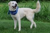 Felix, a Adoptable mixed breed in Columbia, TN image 2/5