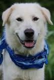 Felix, a Adoptable mixed breed in Columbia, TN image 3/5