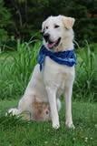 Felix, a Adoptable mixed breed in Columbia, TN image 4/5