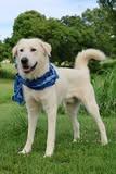 Felix, a Adoptable mixed breed in Columbia, TN image 5/5