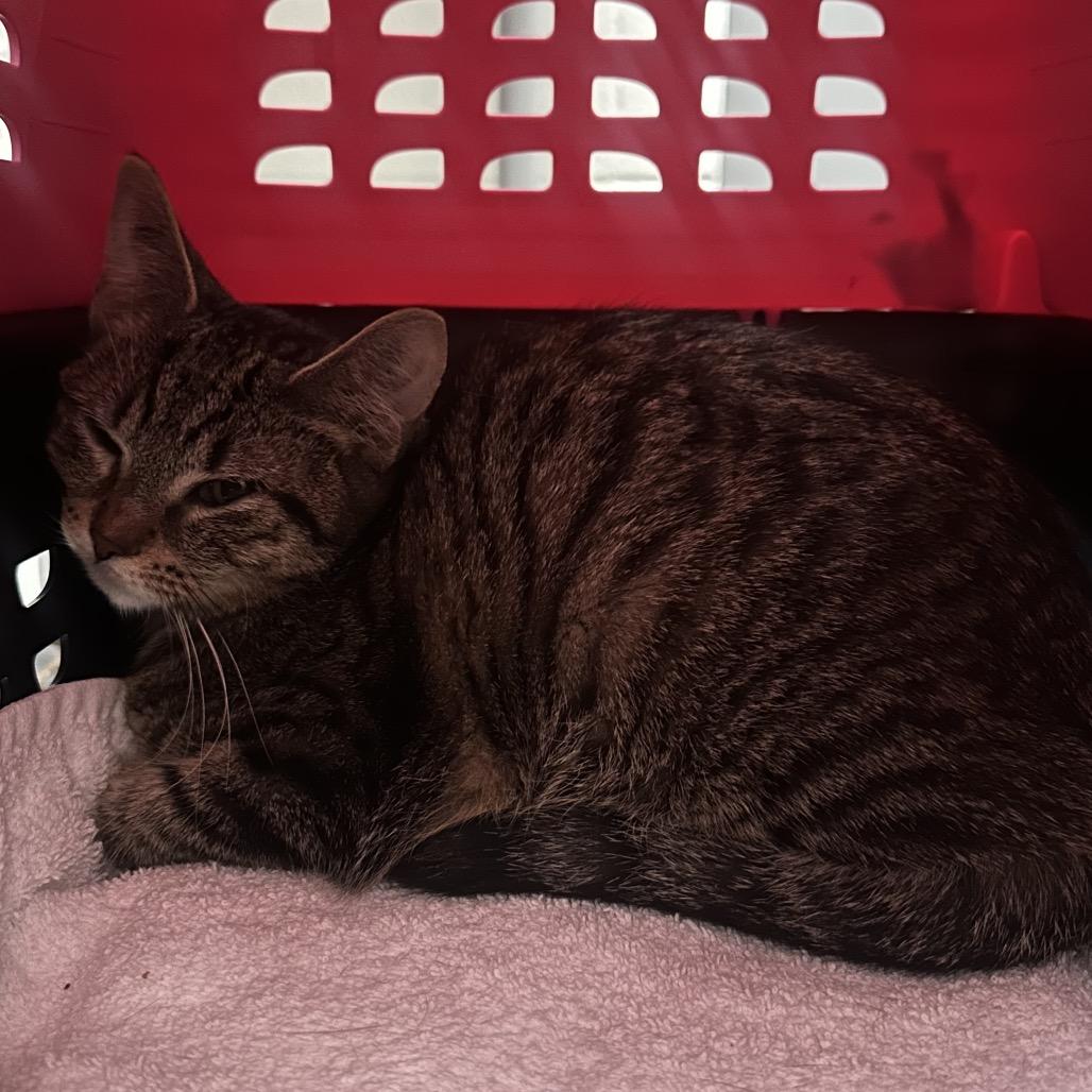 Enlarge Mable - Chow Hound Northland, a Adoptable Domestic Short Hair in Grand Rapids, MI image 1/1