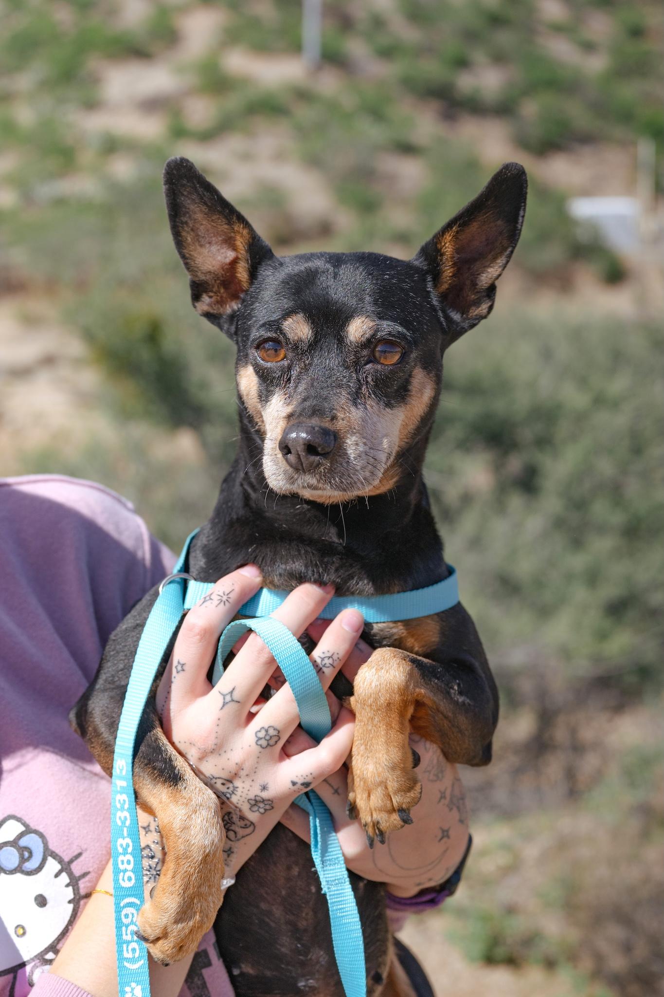 Lila, Adoptable, Adult Female Chihuahua.