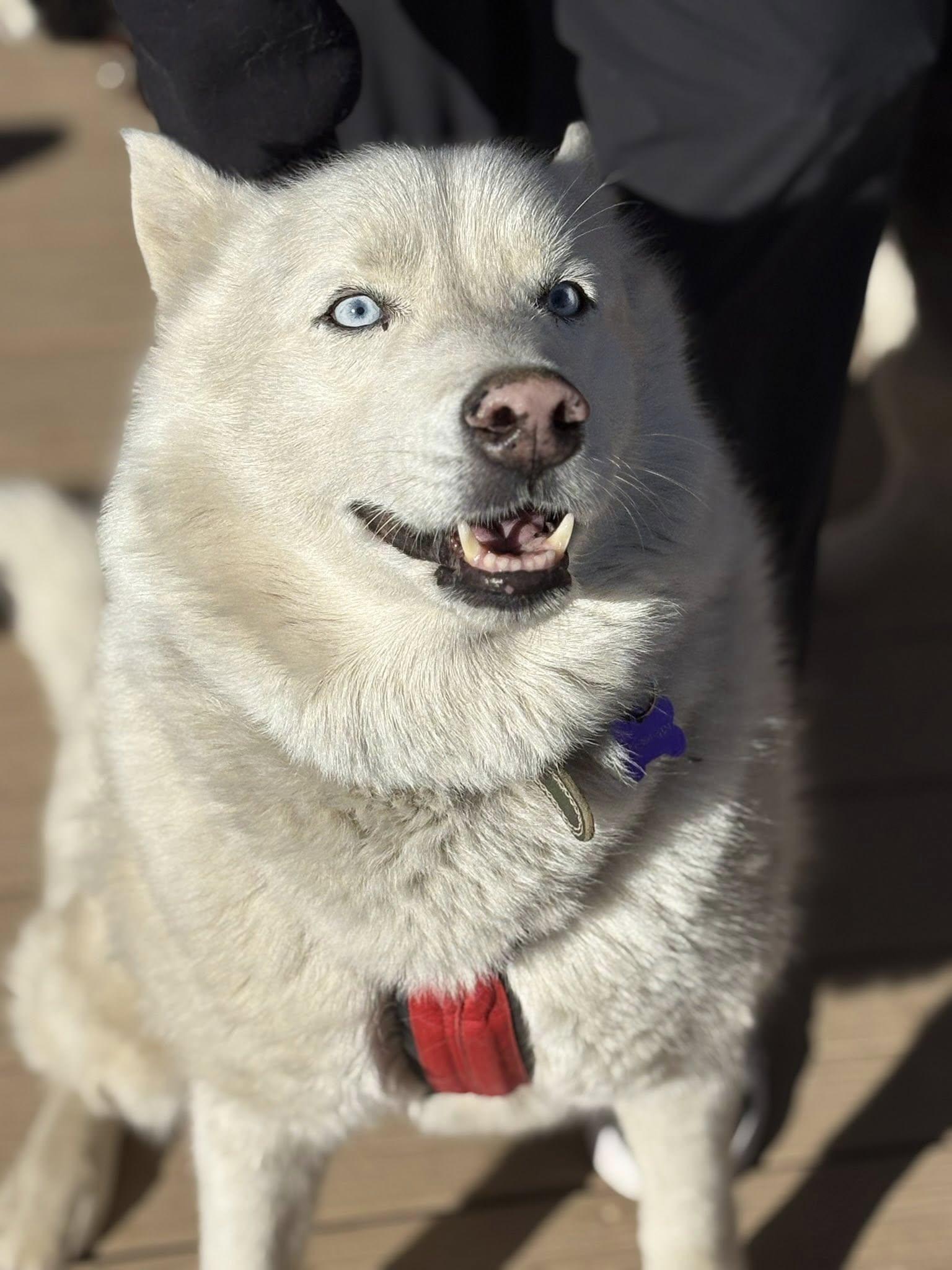 Enlarge Ari, a Adopted Siberian Husky in Pagosa Springs, CO image 1/1