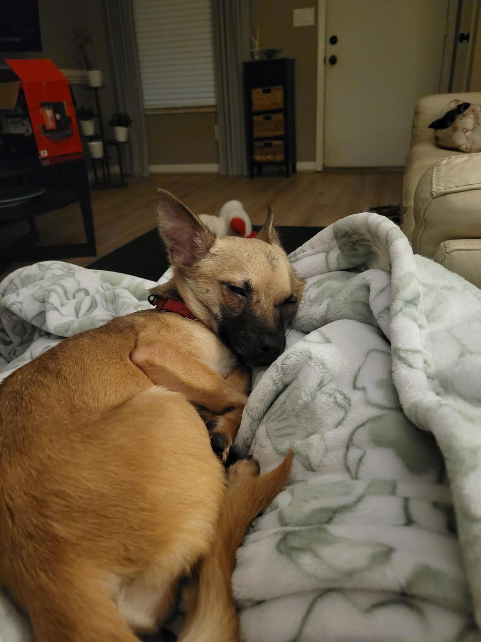 Penny, Adopted, Young Female Chihuahua & Pomeranian.