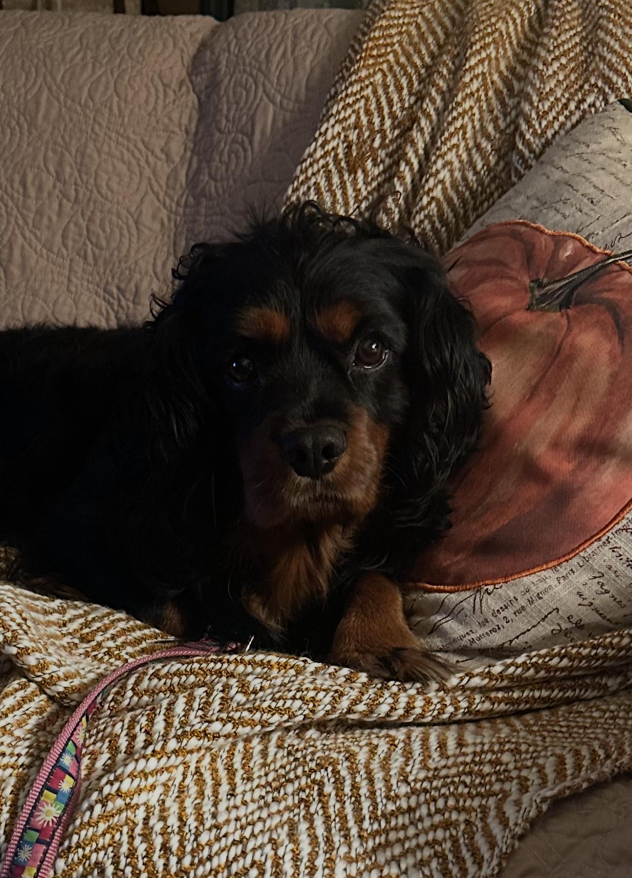 Teddy, a ADOPTABLE Cavalier King Charles Spaniel in St. Louis Park, MN image 3/3