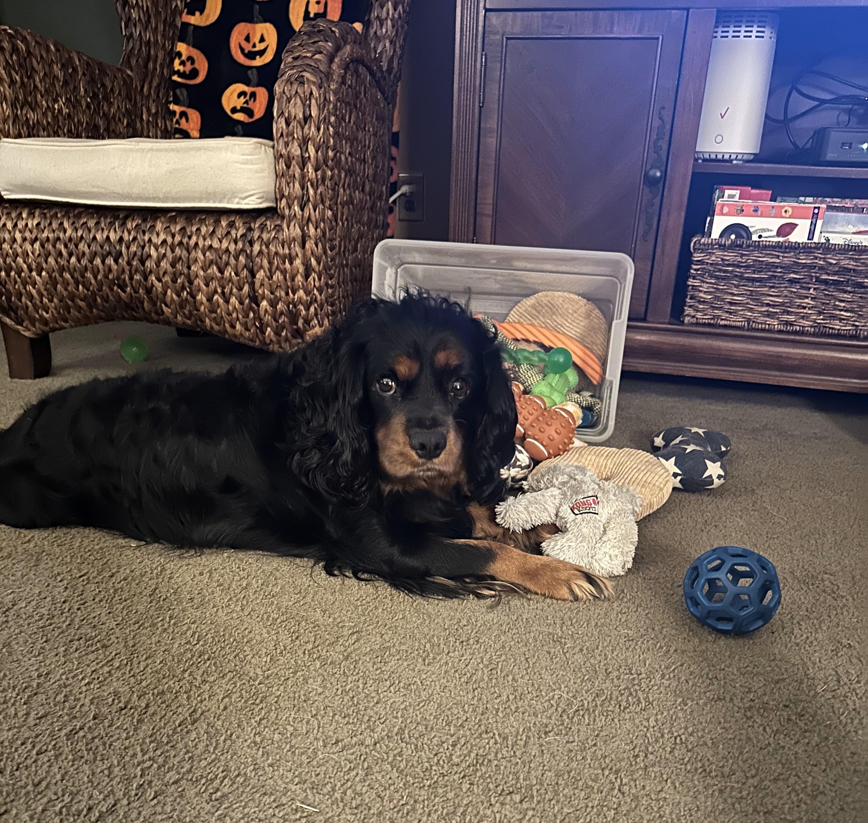 Teddy, a ADOPTABLE Cavalier King Charles Spaniel in St. Louis Park, MN image 2/3