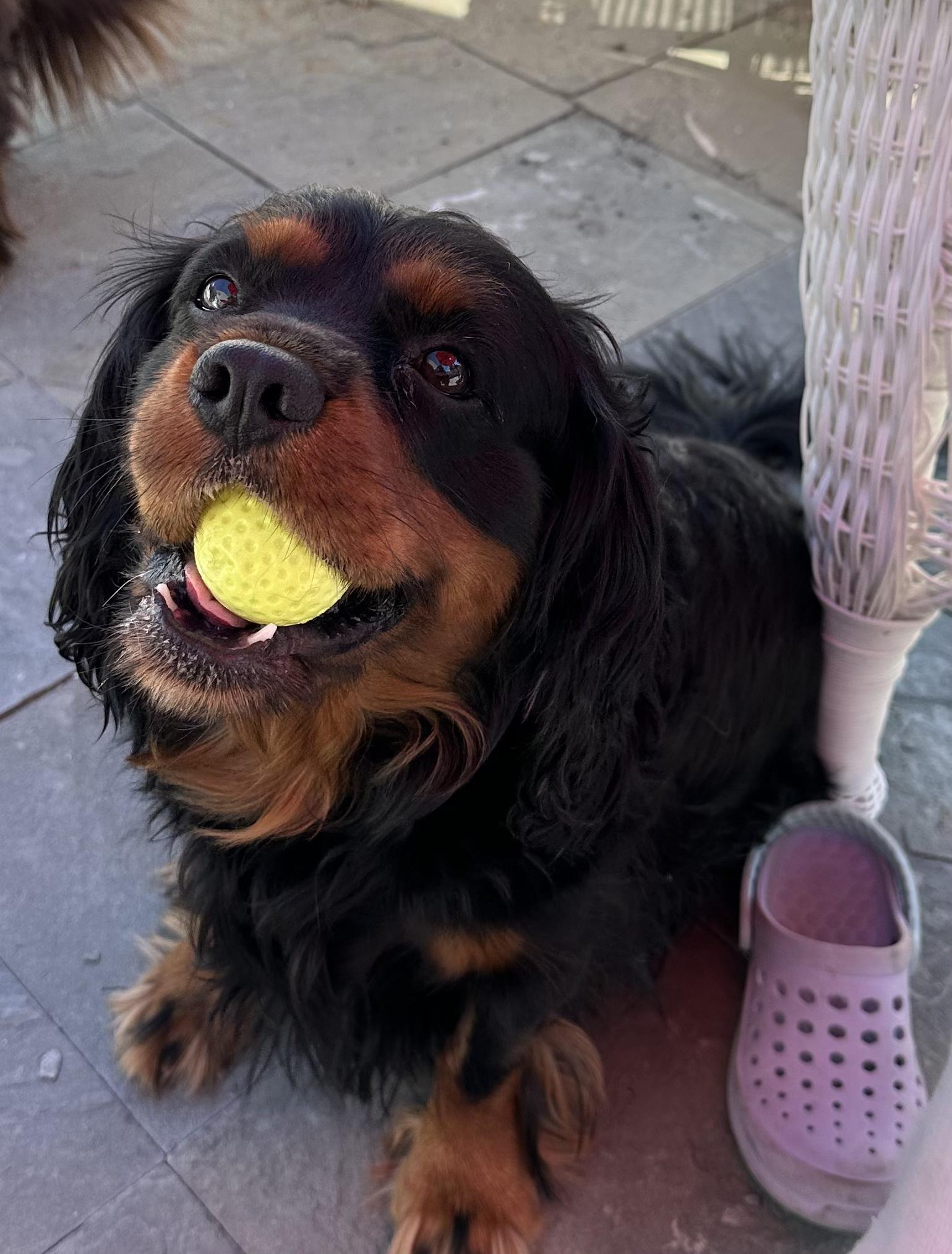 Teddy, a ADOPTABLE Cavalier King Charles Spaniel in St. Louis Park, MN image 1/3