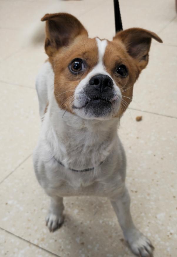 Rufious, ADOPTABLE, Adult Male Shih Tzu & Chihuahua.