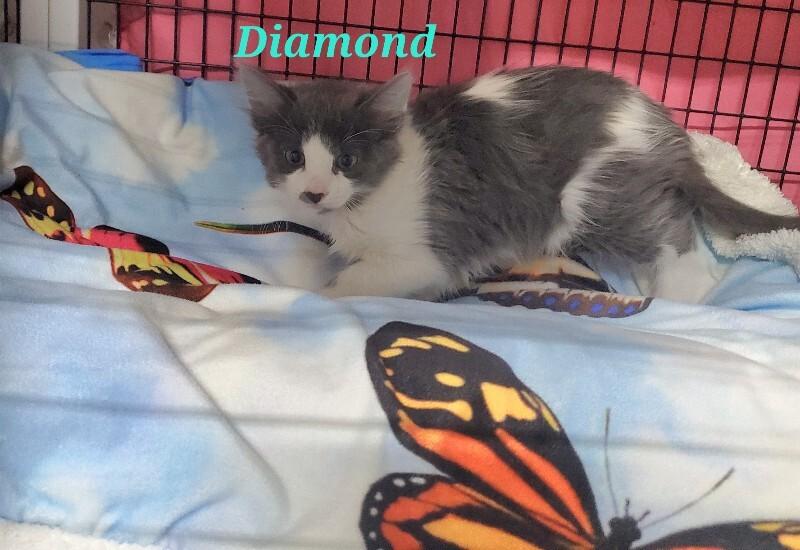 Diamond, Adoptable, Kitten Male Domestic Medium Hair.
