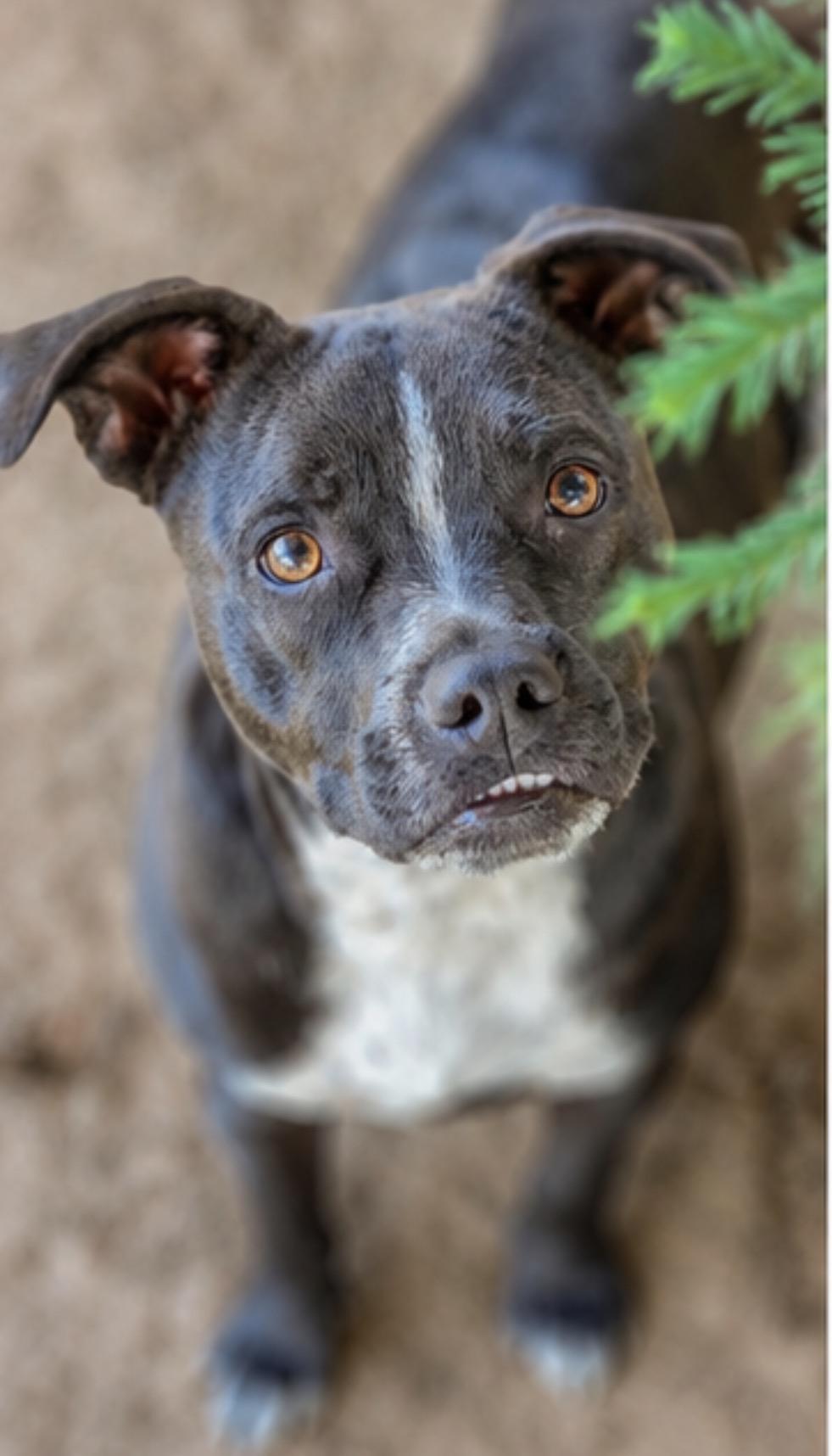 Enlarge Cali, a ADOPTABLE mixed breed in Madera, CA image 1/3