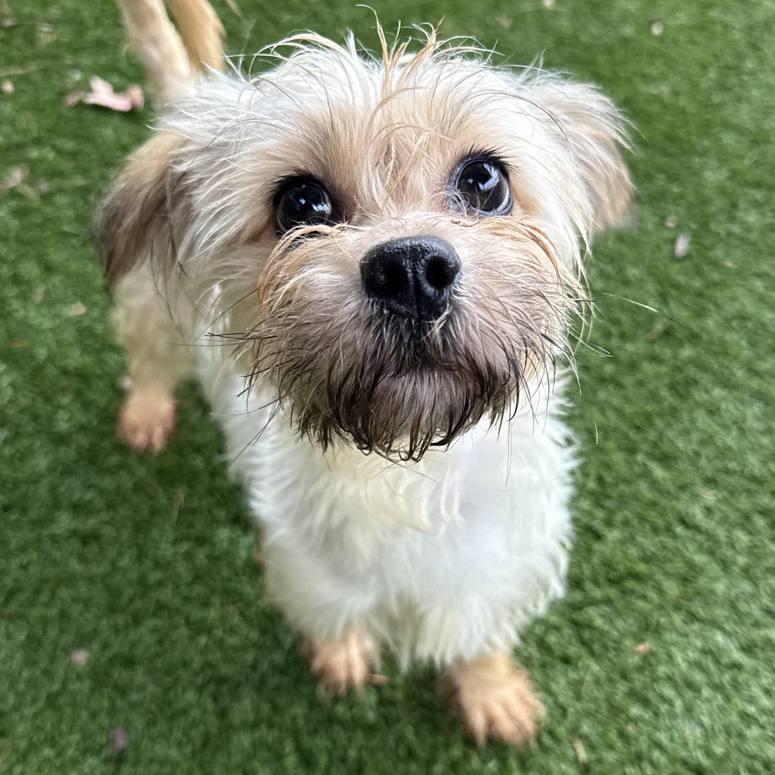 Enlarge Lady, an adoptable Terrier in Groton, CT image 2/5