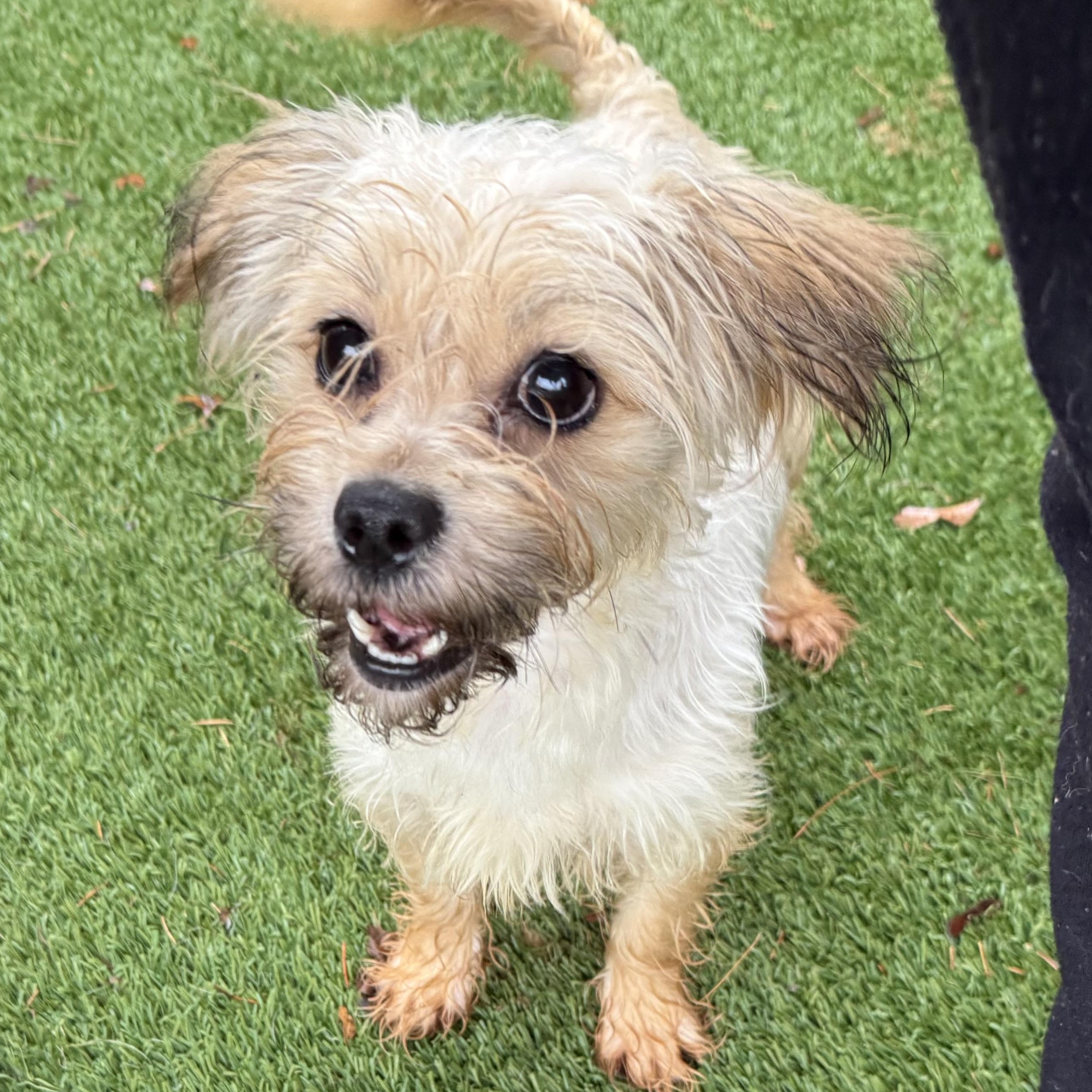 Enlarge Lady, an adoptable Terrier in Groton, CT image 3/5