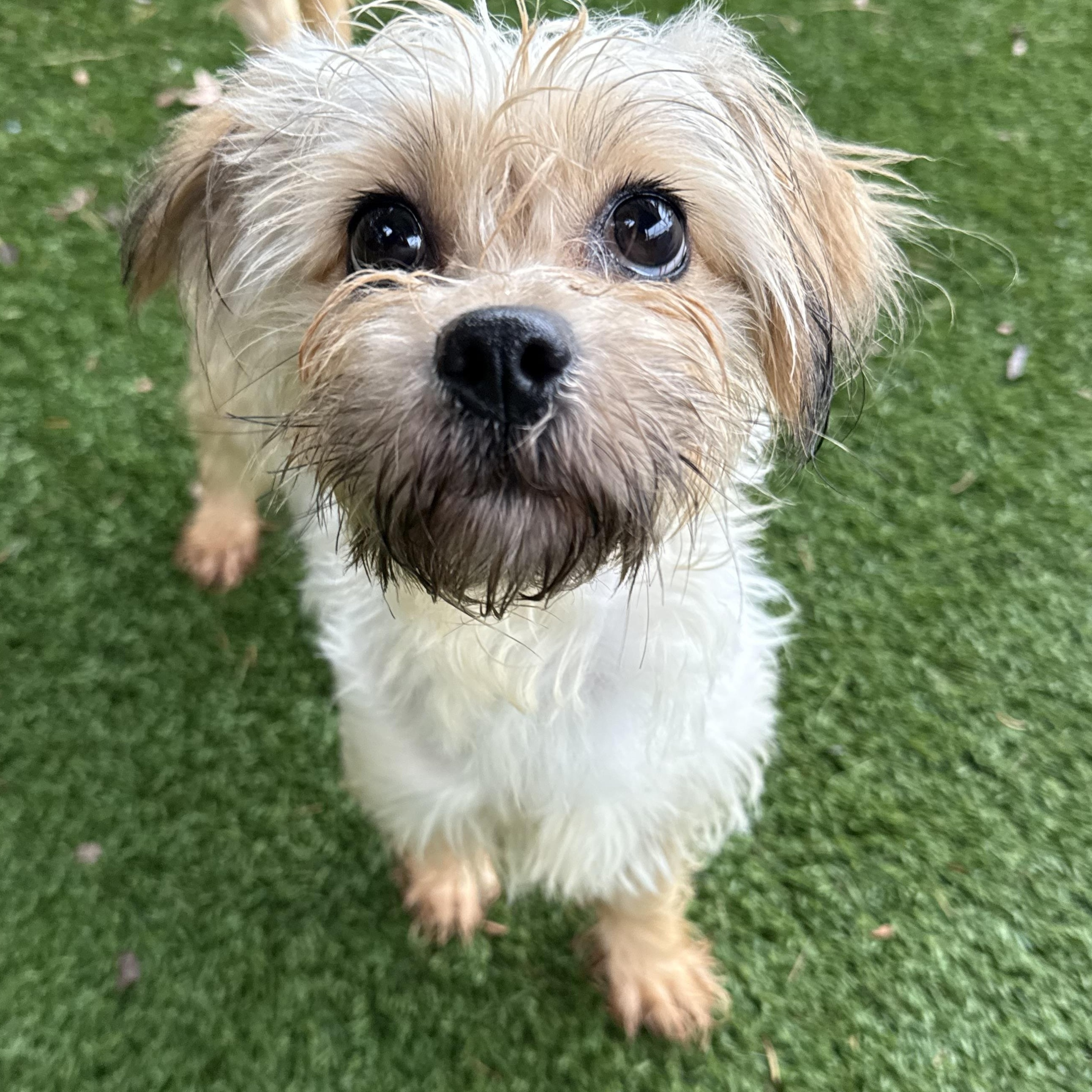 Enlarge Lady, an adoptable Terrier in Groton, CT image 5/5