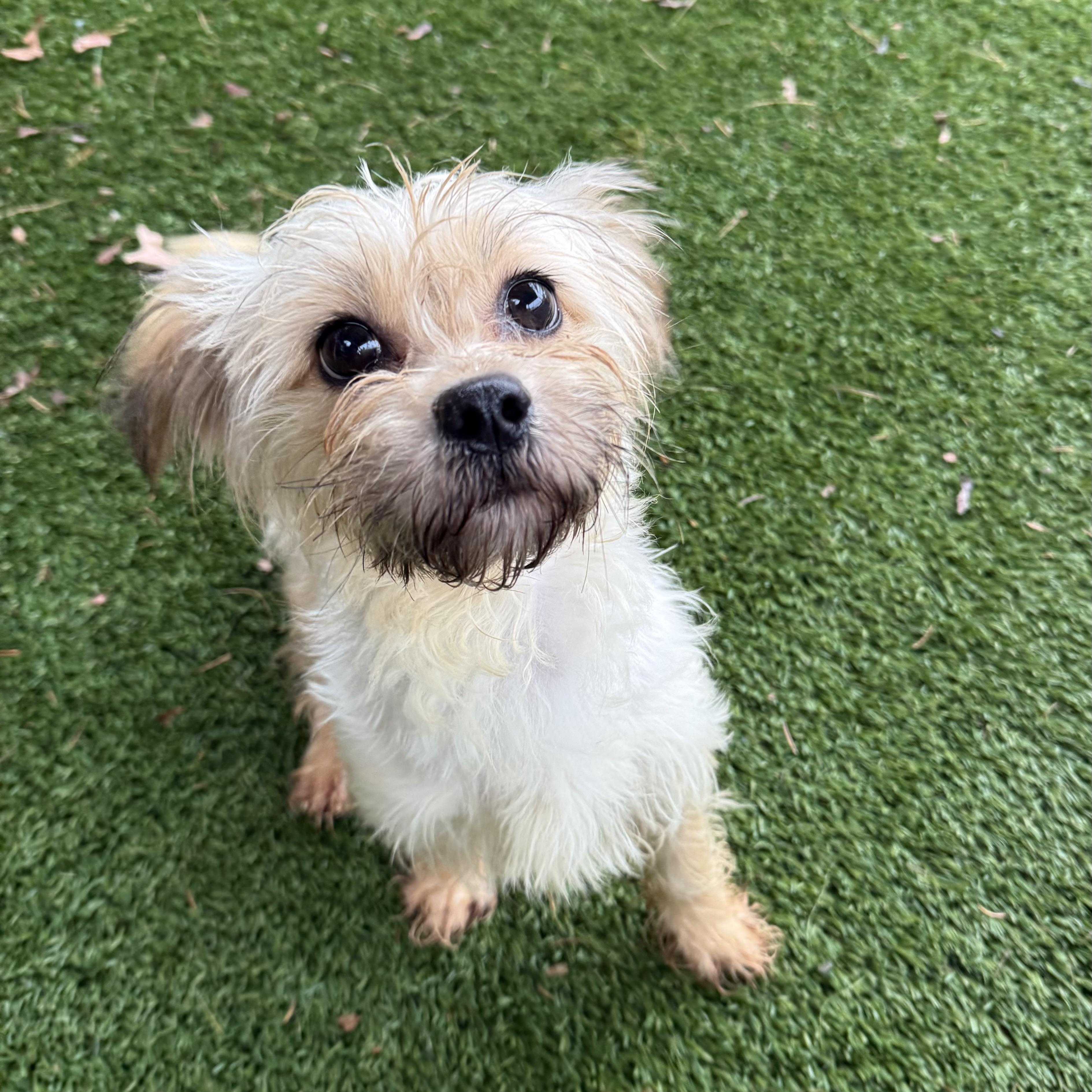 Enlarge Lady, an adoptable Terrier in Groton, CT image 4/5