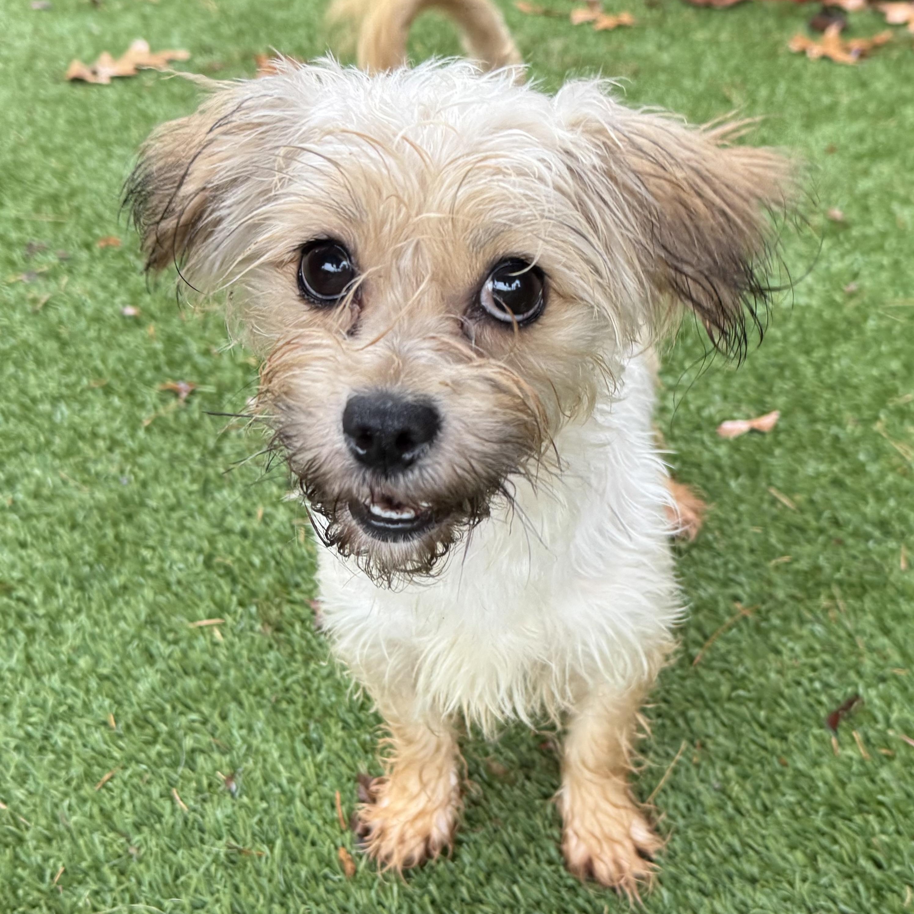 Lady, adoptable, Adult Female Terrier.