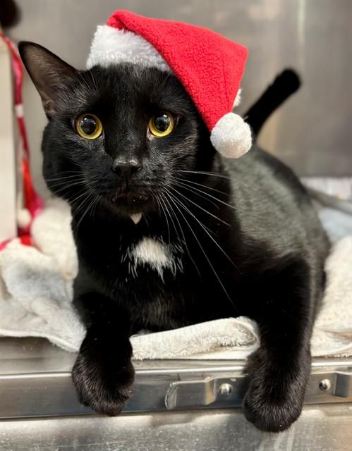 MOCHI, Adoptable, Adult Male Domestic Short Hair.
