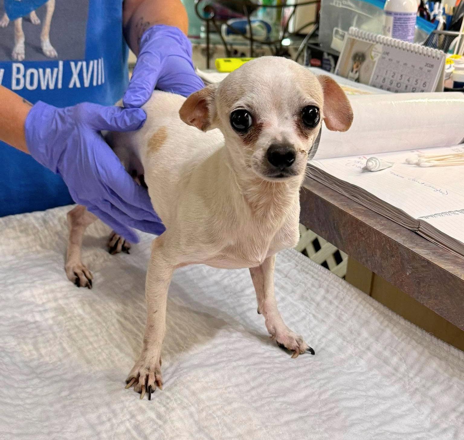 Enlarge Milo (NOT YET AVAILABLE), a Adoptable Chihuahua in Benton, LA image 1/1