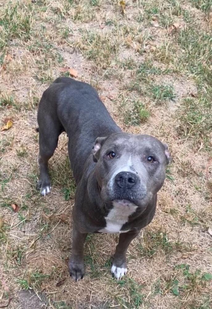Enlarge Luena, a Adoptable Pit Bull Terrier in Bolivar, MO image 1/1