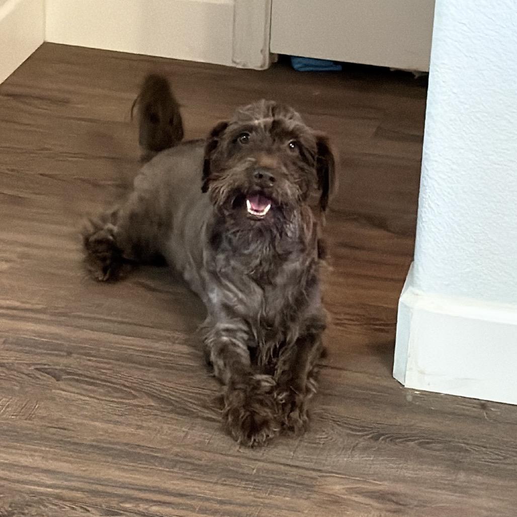 Arlo, a Adoptable Poodle in Allen, TX image 1/6