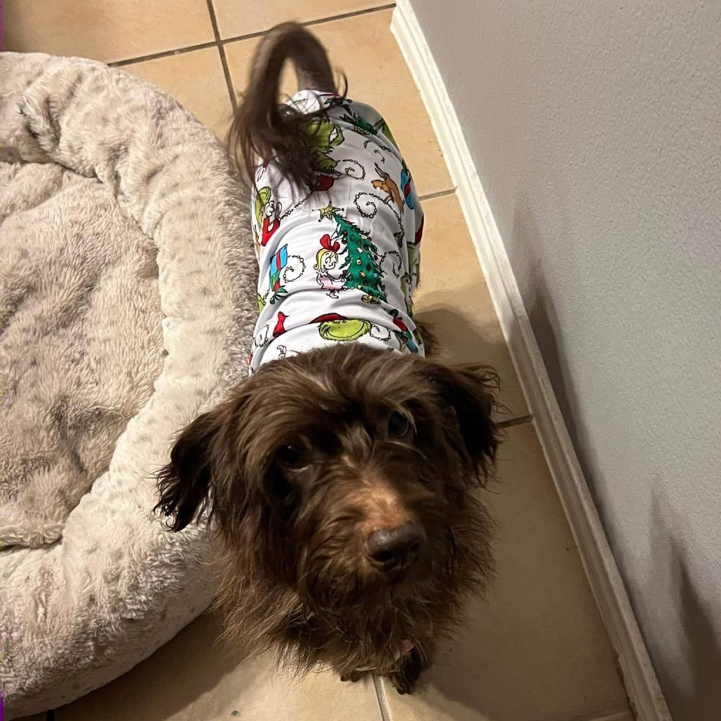 Arlo, a Adoptable Poodle in Allen, TX image 2/6