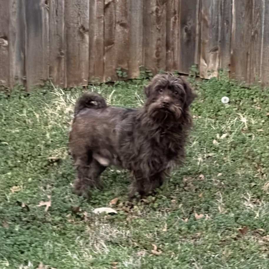 Arlo, a Adoptable Poodle in Allen, TX image 3/6