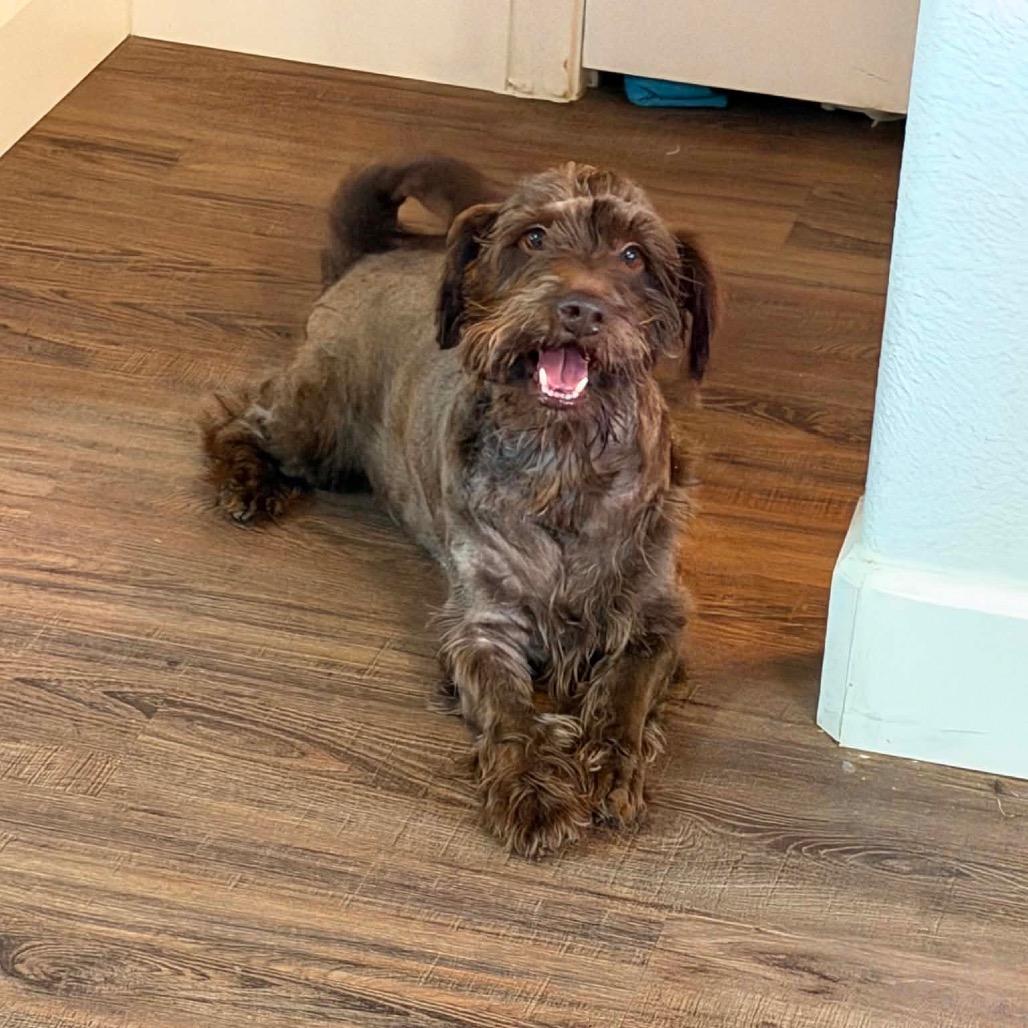 Arlo, a Adoptable Poodle in Allen, TX image 5/6