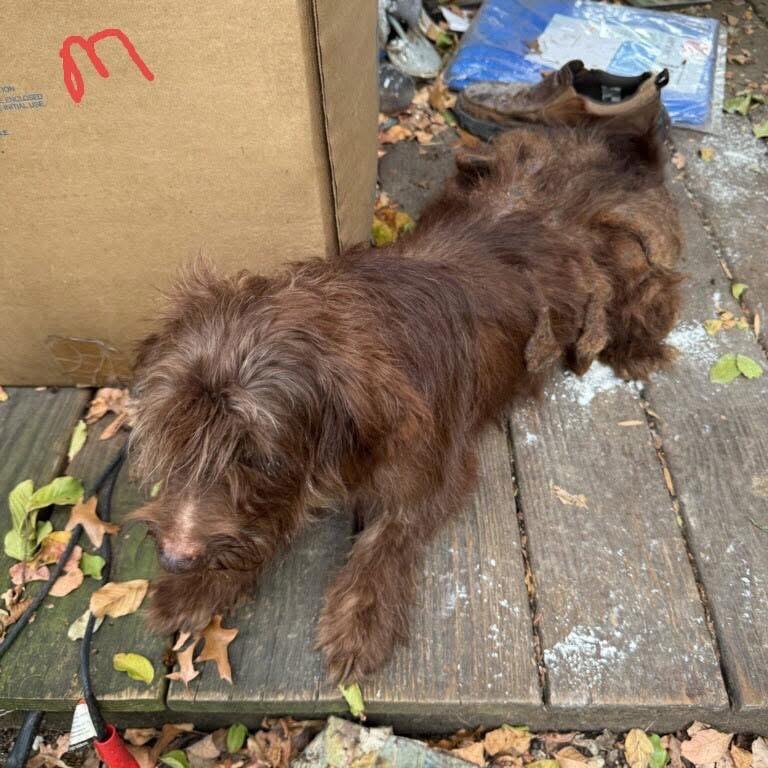 Arlo, a Adoptable Poodle in Allen, TX image 6/6