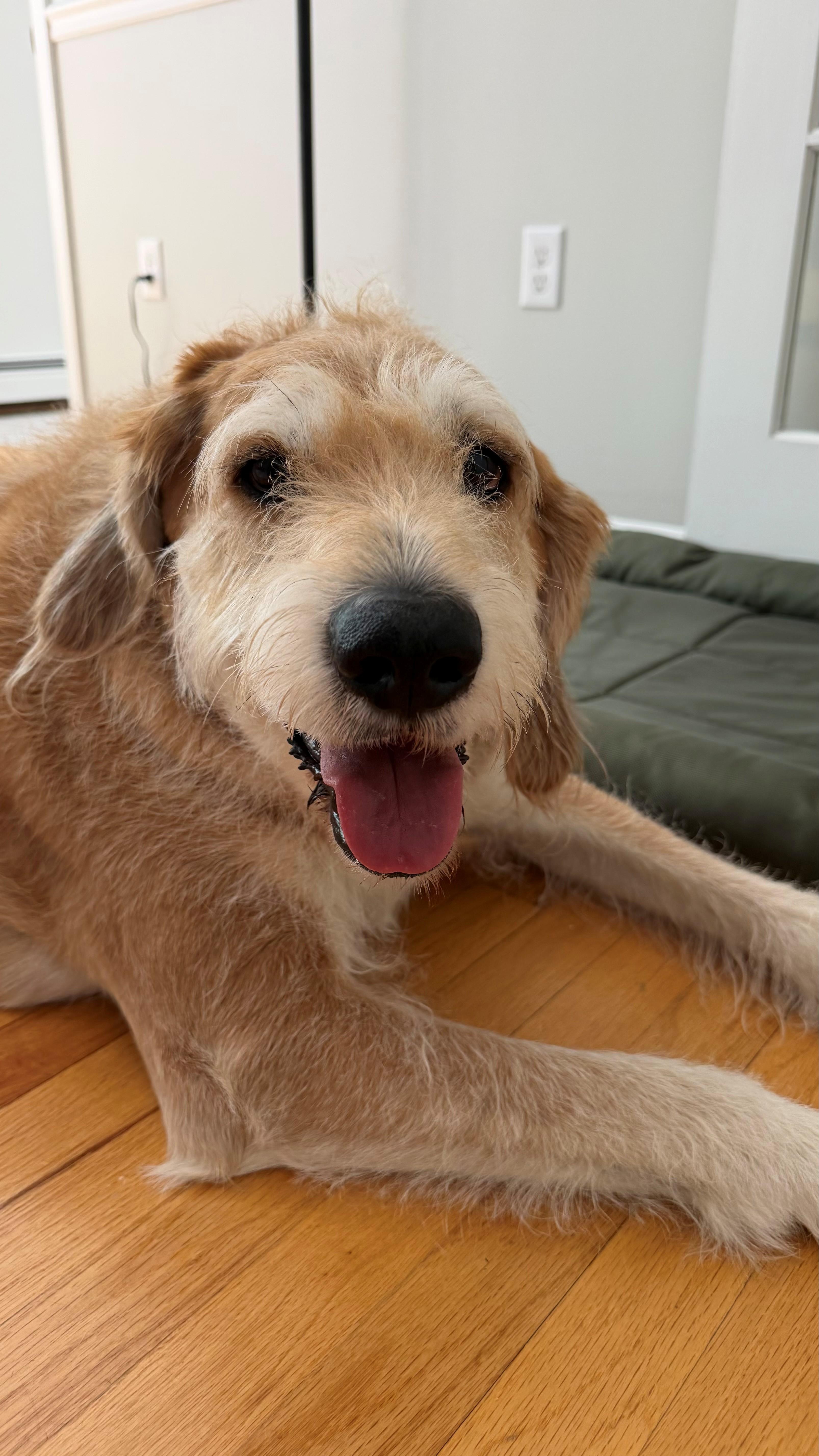 Johnny - Local Cutie, an adopted mixed breed in Andover, MA image 2/6