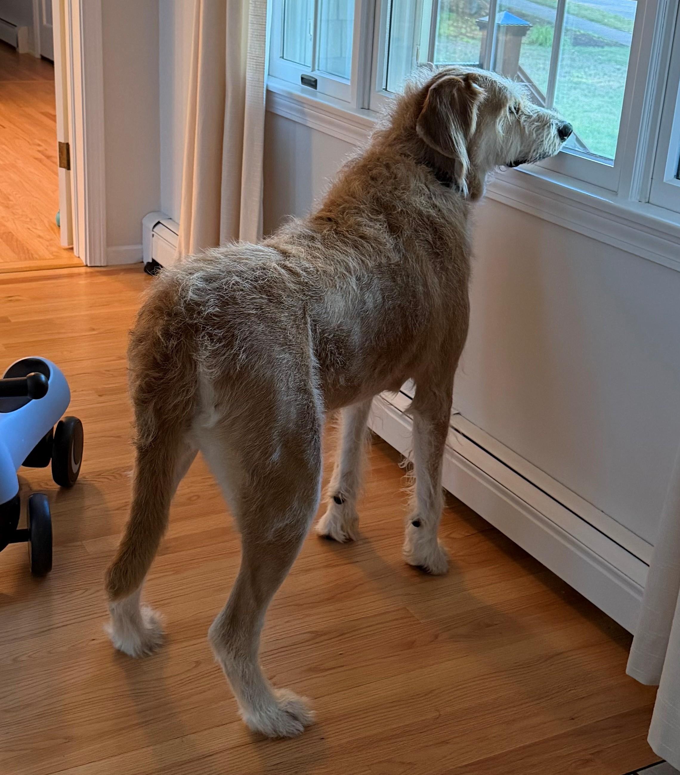 Johnny - Local Cutie, an adopted mixed breed in Andover, MA image 3/6