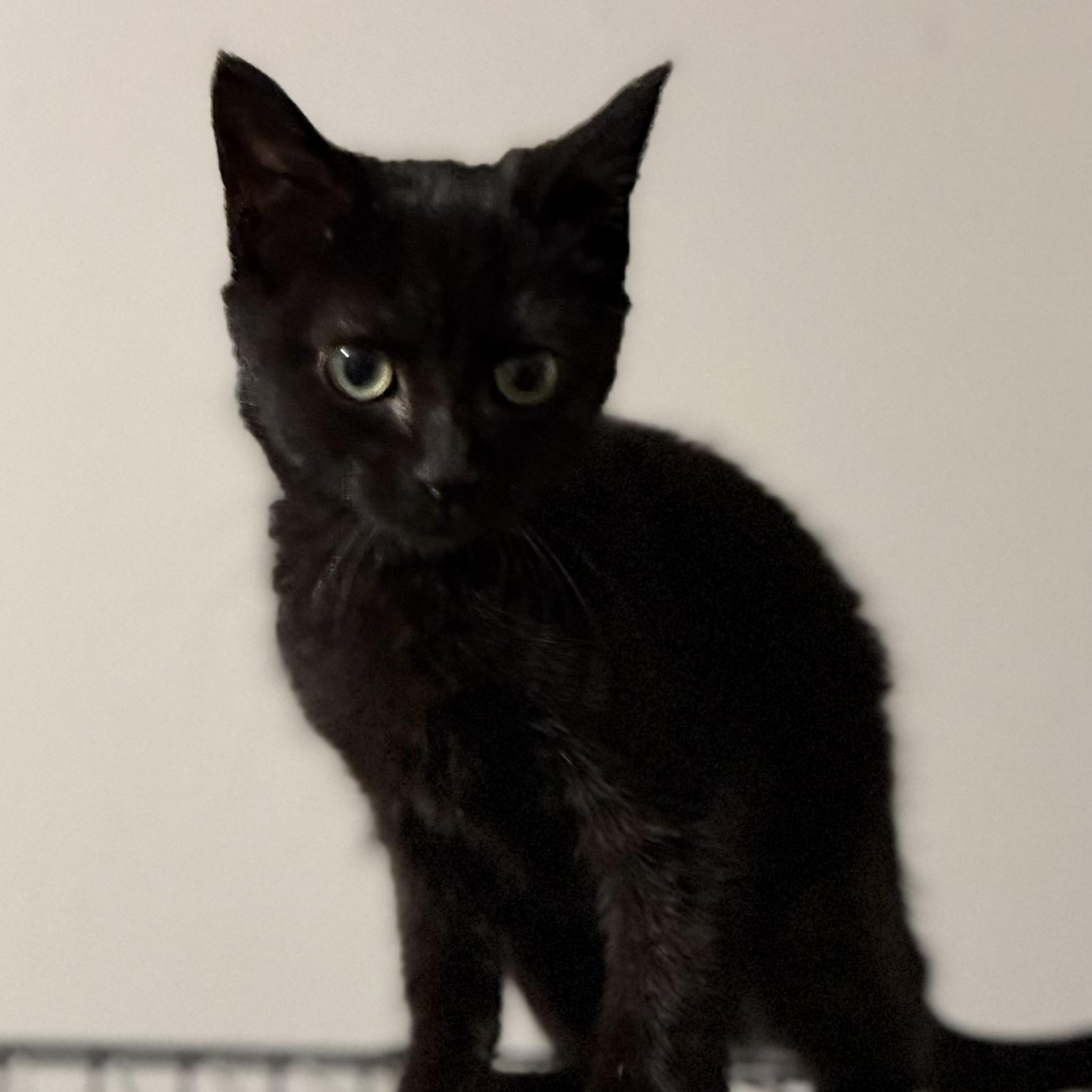 Enlarge Sprite, a ADOPTABLE Domestic Short Hair in Pocatello, ID image 2/3
