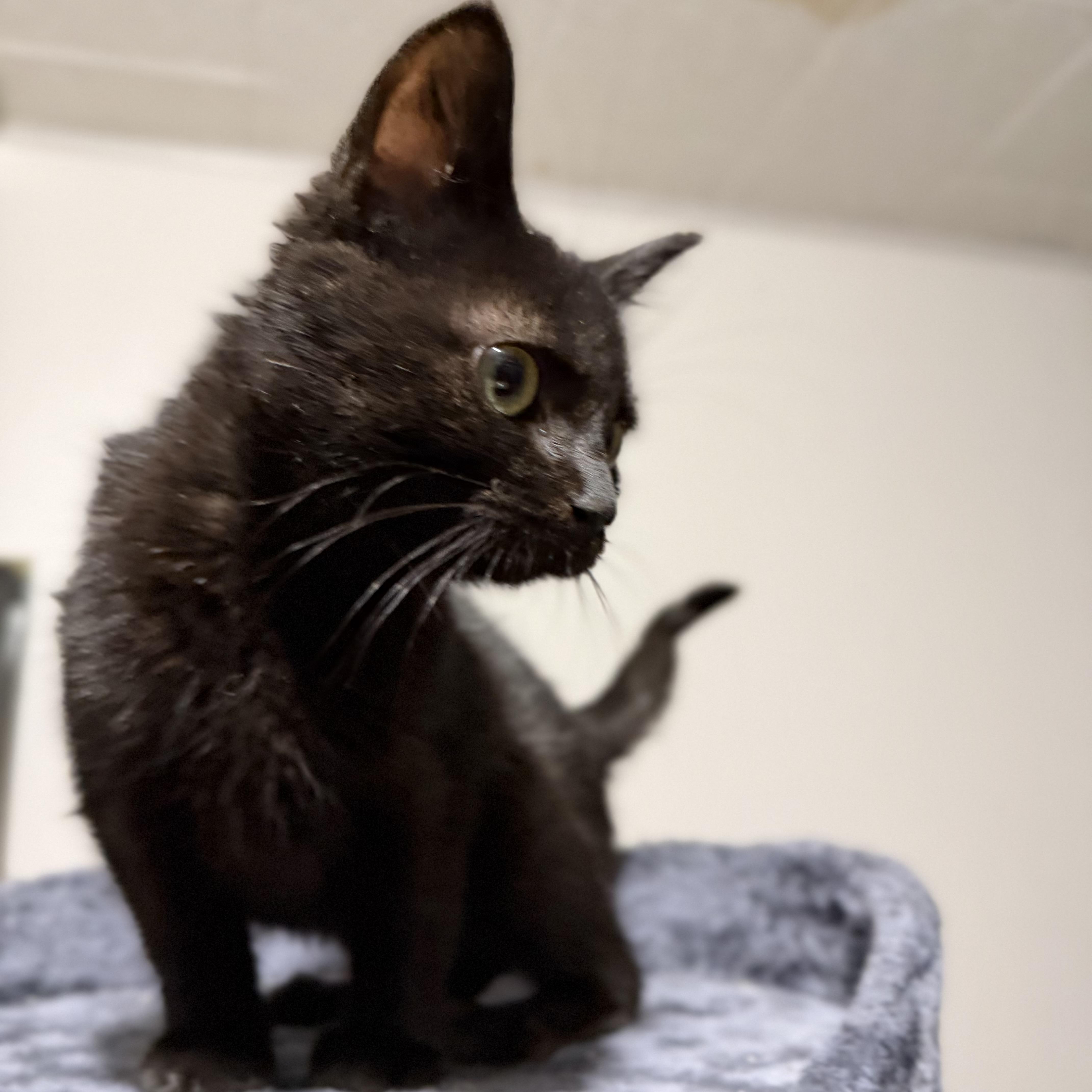 Enlarge Sprite, a ADOPTABLE Domestic Short Hair in Pocatello, ID image 3/3