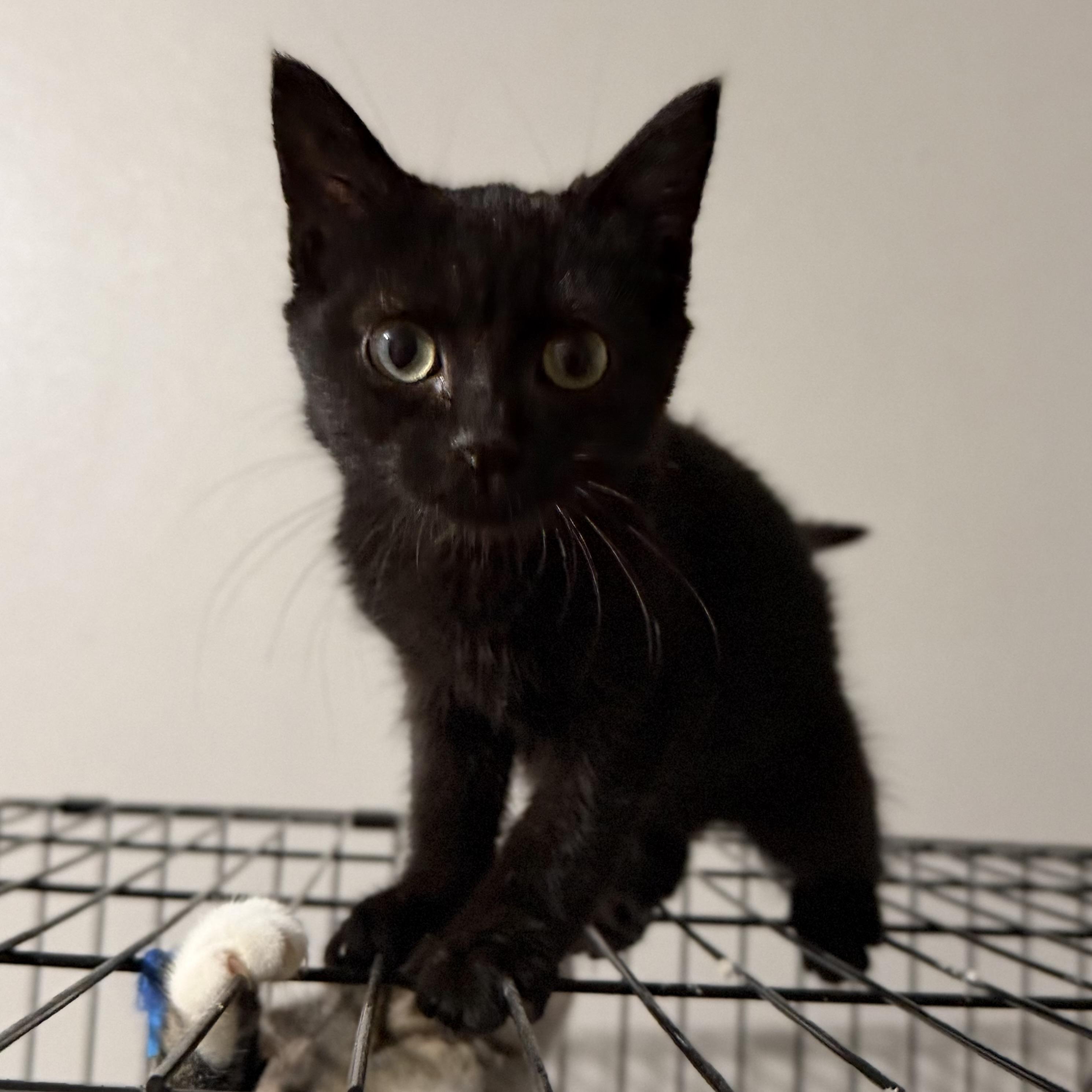 Enlarge Sprite, a ADOPTABLE Domestic Short Hair in Pocatello, ID image 1/3