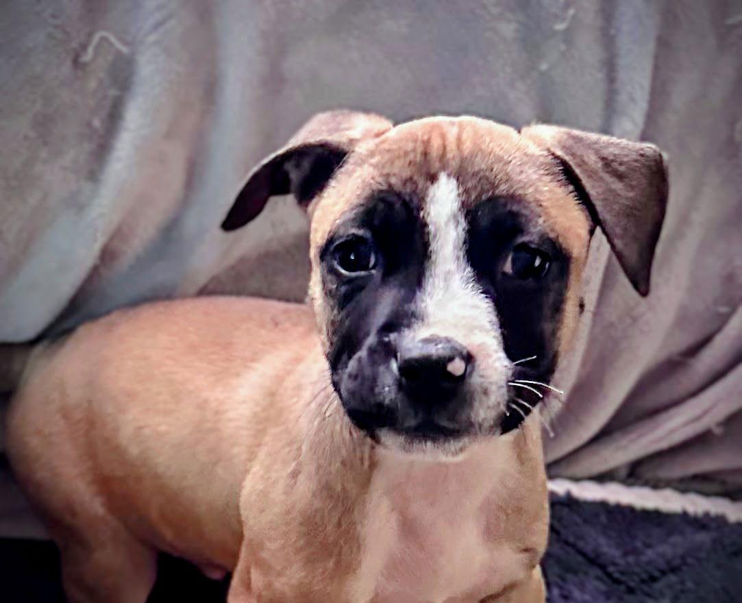 Enlarge Murphy, a Adoptable Rhodesian Ridgeback in Tonawanda, NY image 1/3